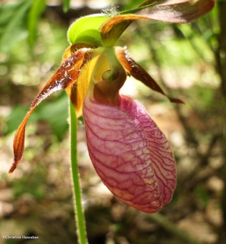 Pink lady-slipper orchid (Cypripedium acaule)
