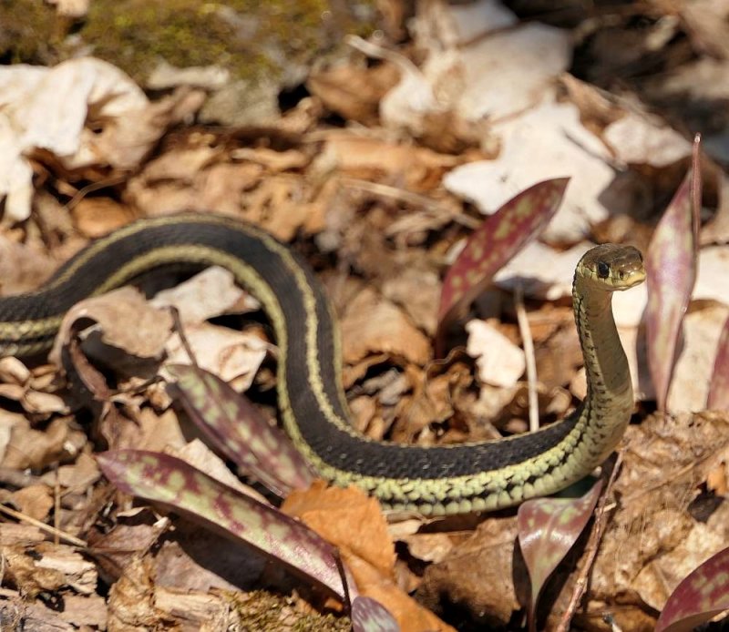 Garter snake (Thamnophis sirtalis)