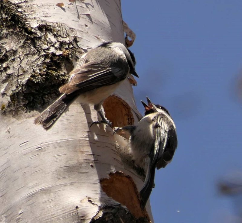 Black-capped chickadees