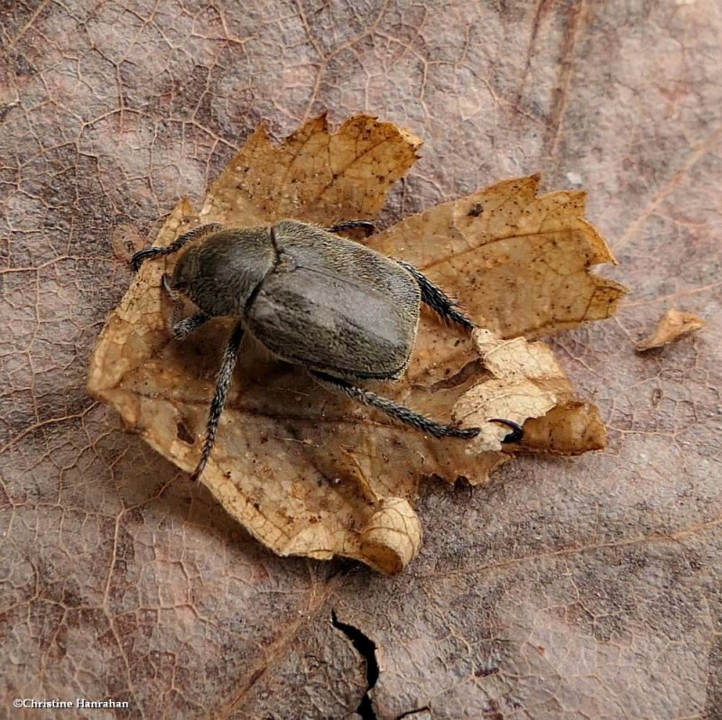 Scarab beetle (Hoplia)
