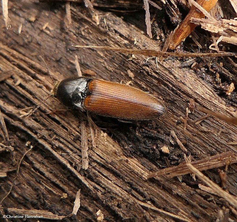Click beetle (Ampedus)