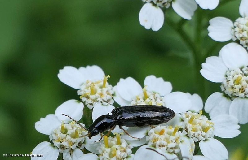 Click beetle (Oestodes tenuicollis)