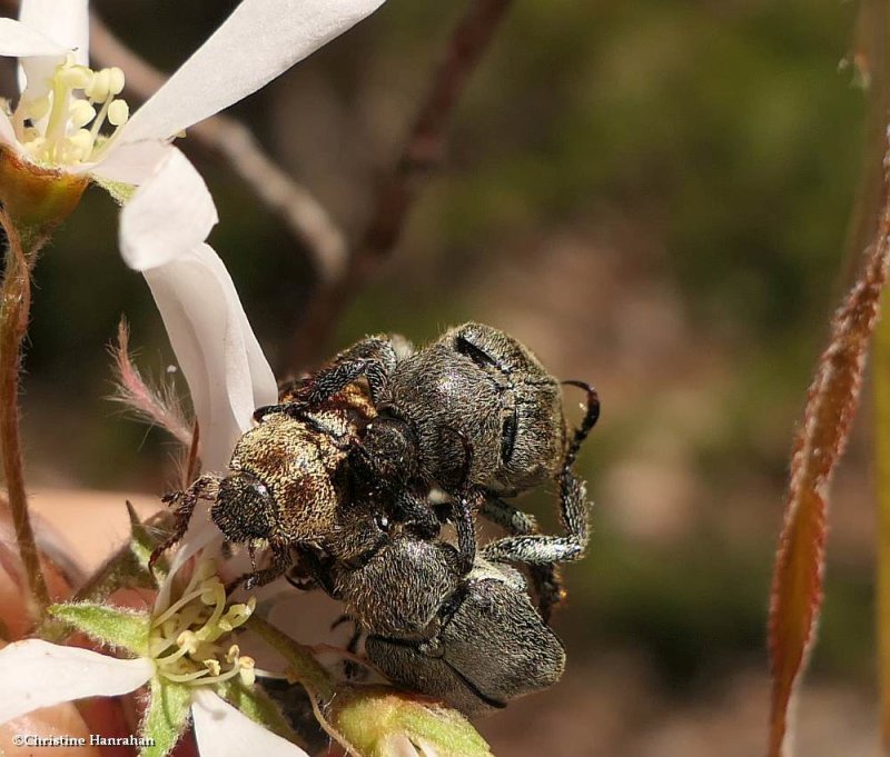 Scarab beetles (Hoplia)