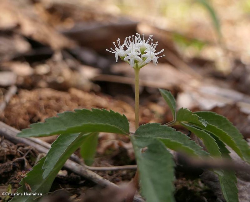 Dwarf ginseng (Panax trifolium)