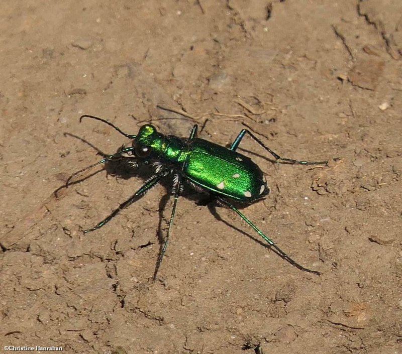 Something seen today:  Six-spotted tiger beetle (Cicindela sexguttata)