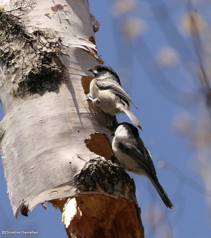 Black-capped chickadees