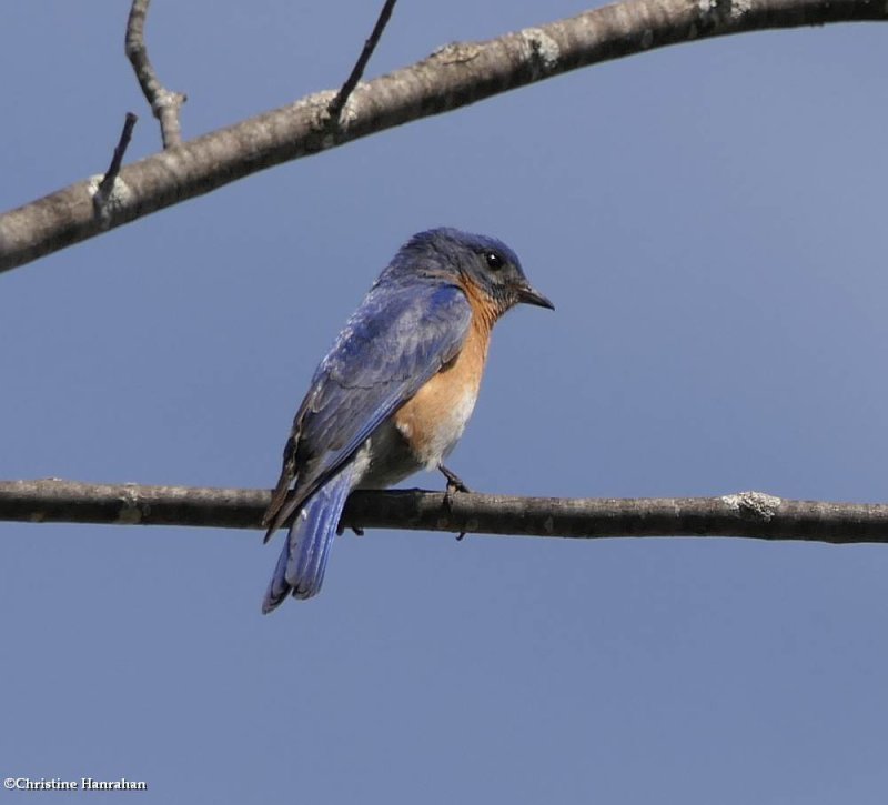 Eastern bluebird