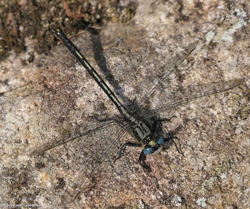 Horned clubtail  (Arigomphus cornutus)