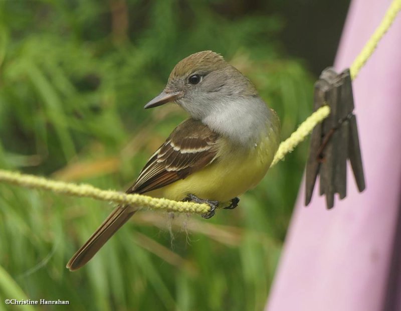 Great Crested Flycatcher