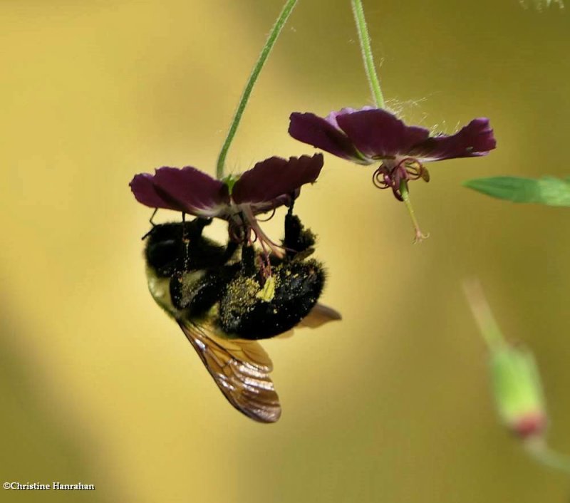 Bumble bee