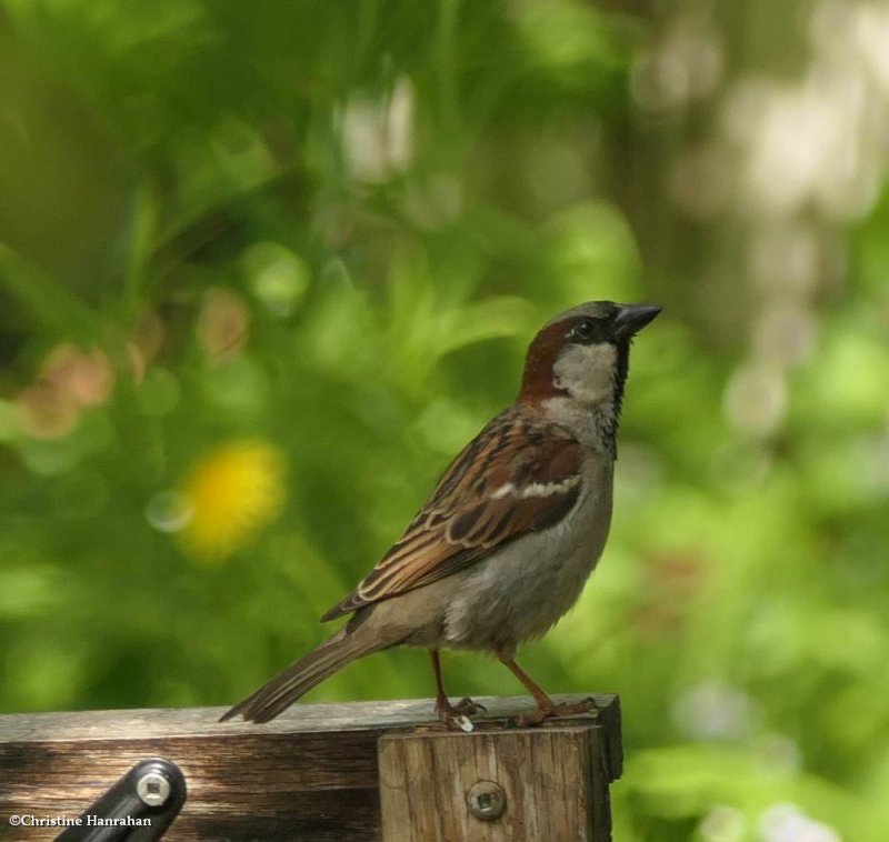 Old-world Sparrows