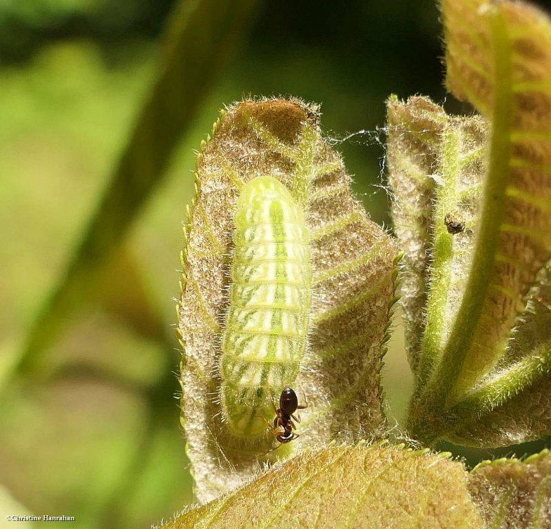 Hairstreak butterfly larva