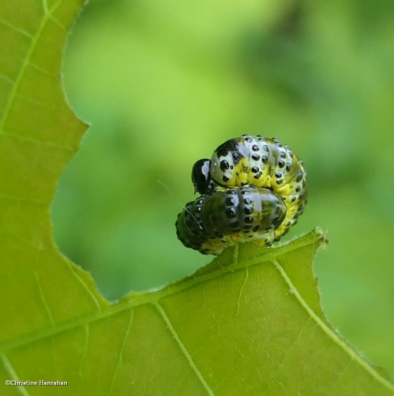 Sawfly larva