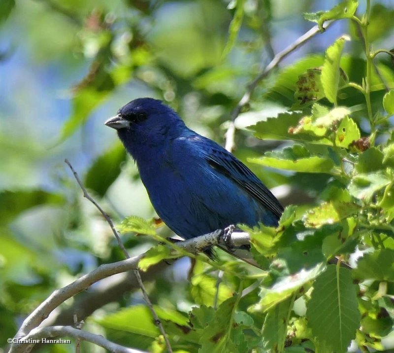 Indigo bunting