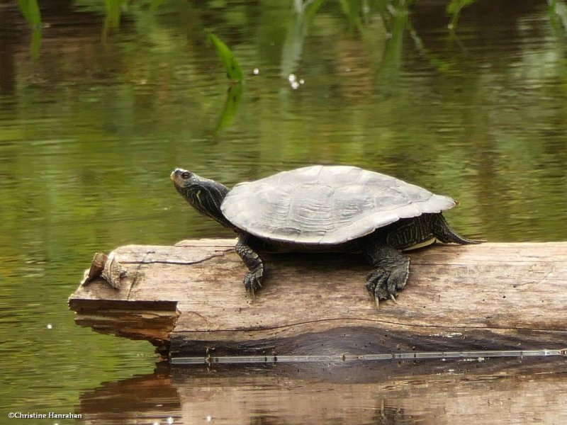 Northern map turtle (aptemys geographica)