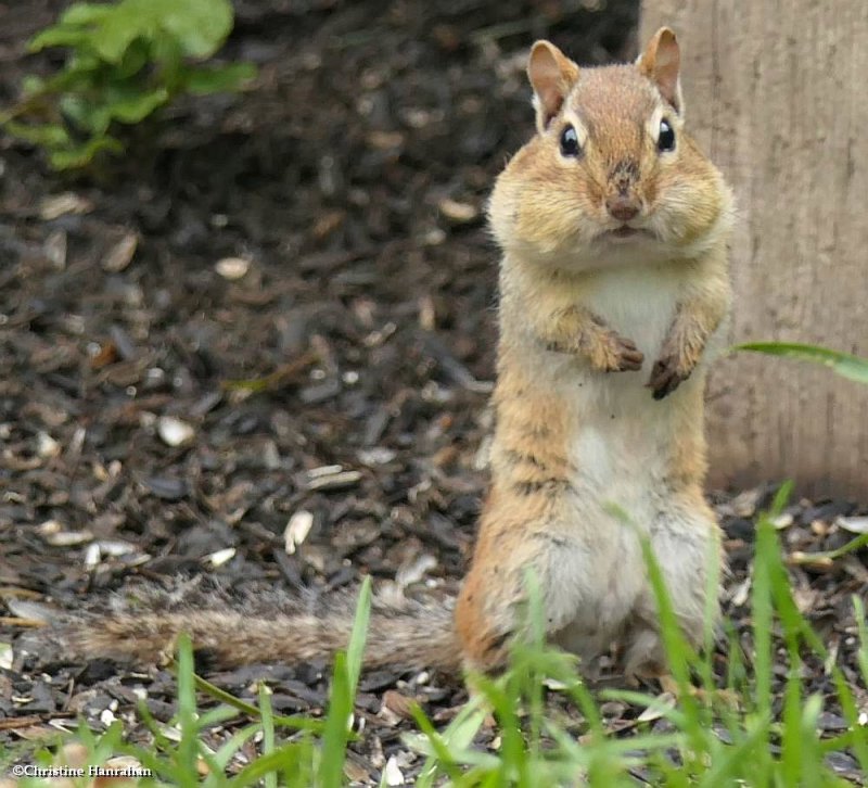 Eastern chipmunk