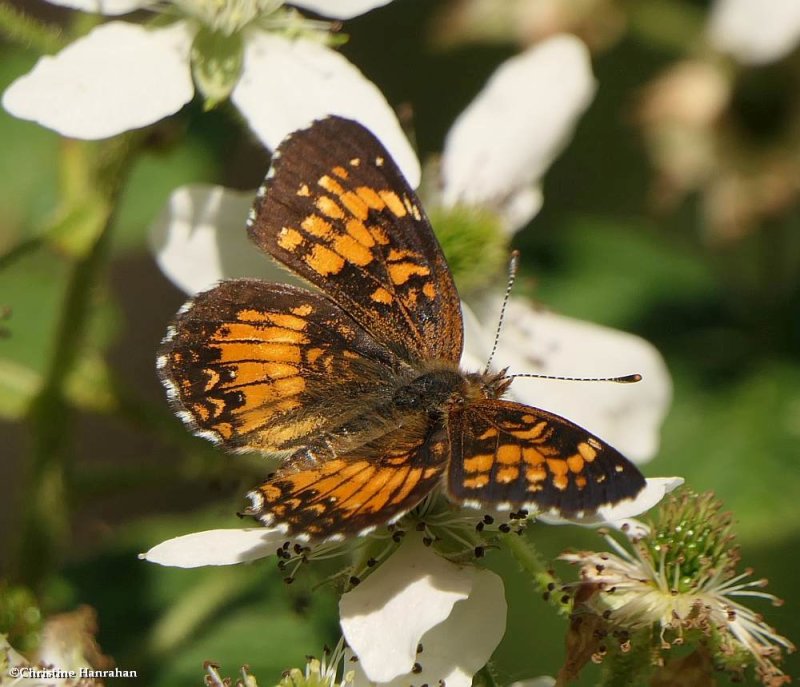 Harris's Checkerspot butterfly (Chlosyne harrisii)