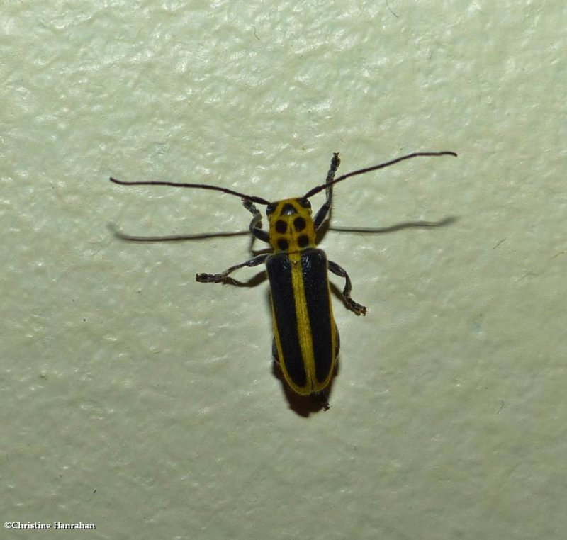 Woodbine borer longhorn beetle (Saperda puncticollis)