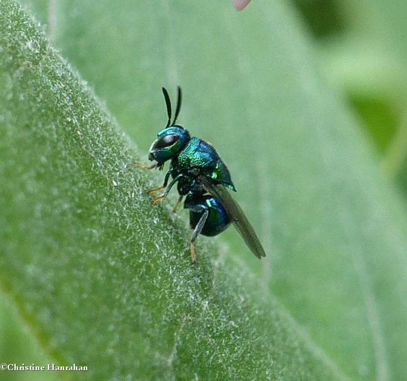 Perilampid wasp (Euperilampus triangularis)