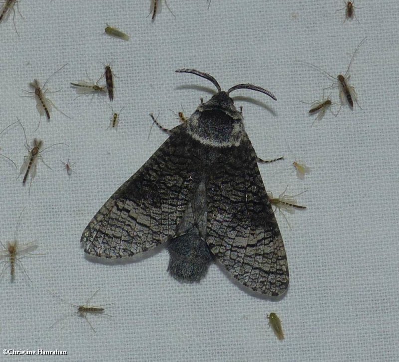 Poplar carpenterworm moth (Acossus centerensis), #2675