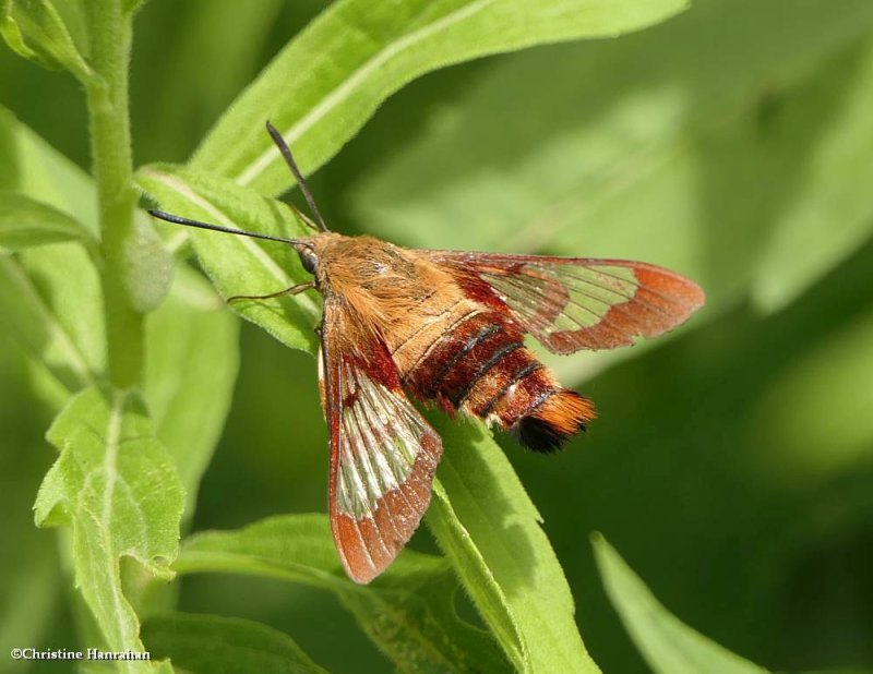 Hummingbird moth (Hemaris thysbe), # #7853