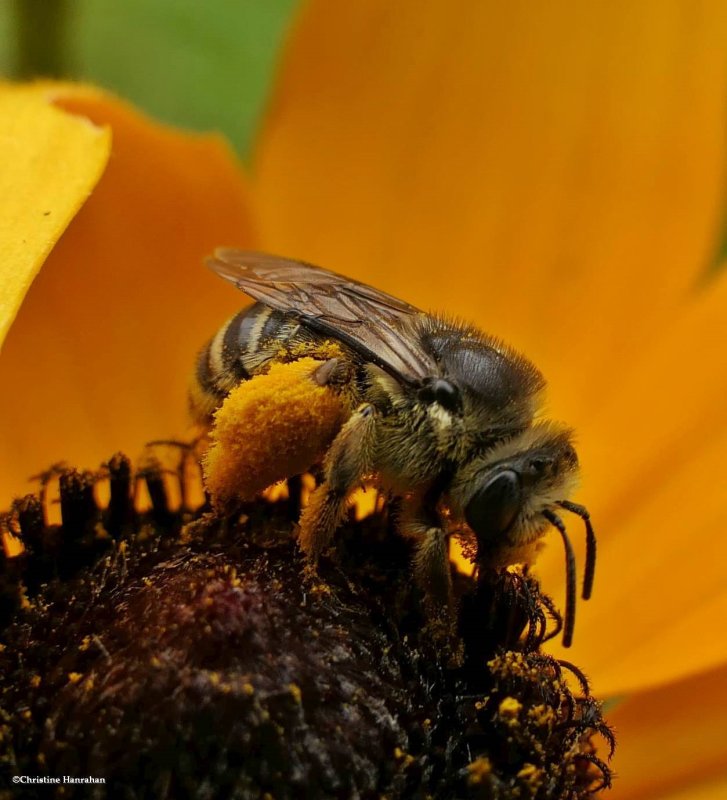 Pollen gatherer