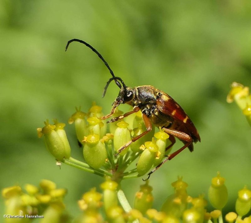 Flower longhorn beetle (Typocerus velutinus)