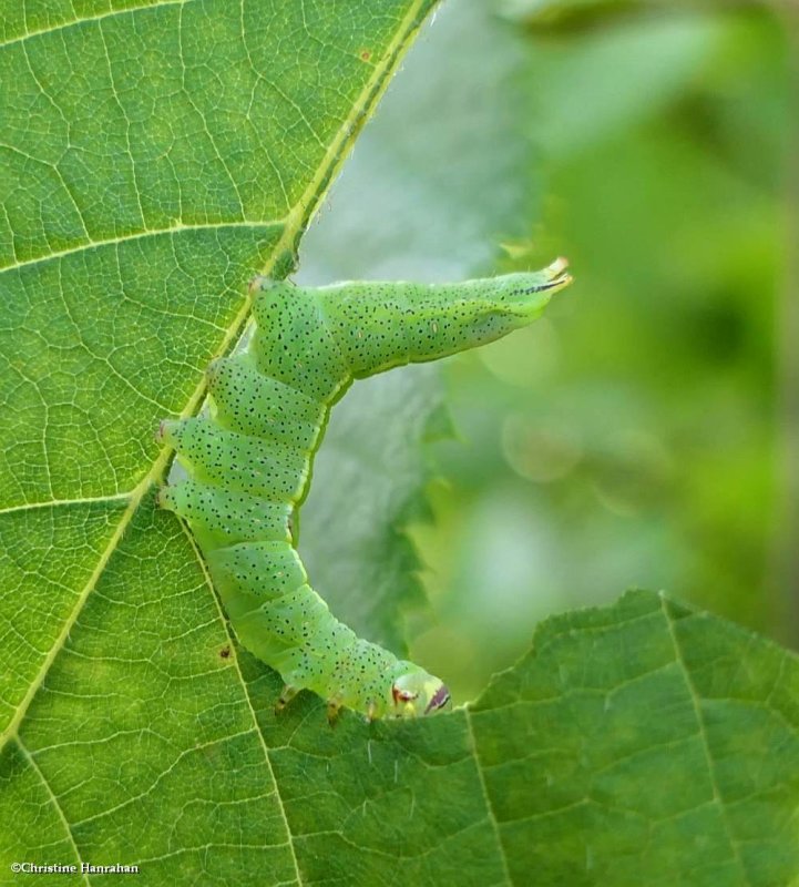 Saddled prominent moth caterpillar (Cecrita guttivitta). #7994