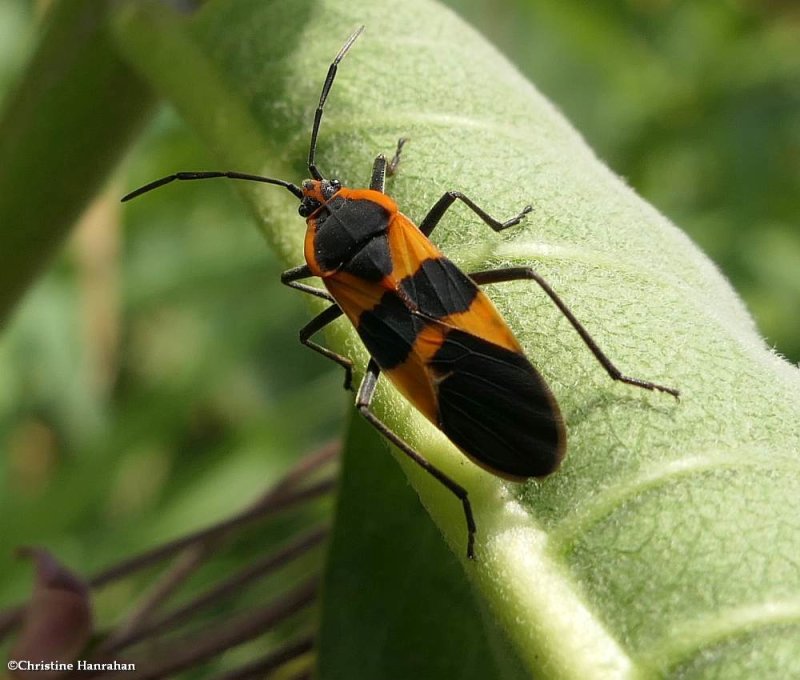 Large milkweed bug (Oncopeltus fasciatus)