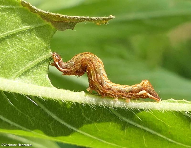 Common hyppa moth caterpillar (Hyppa xylinoides), #9578