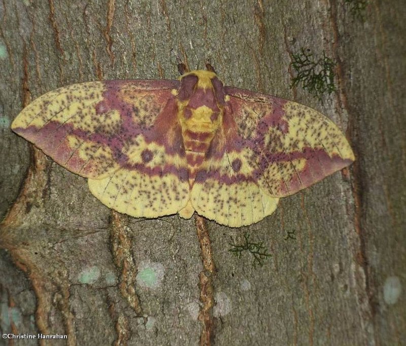 Pine imperial silkmoth (Eacles imperialis pini), #7704