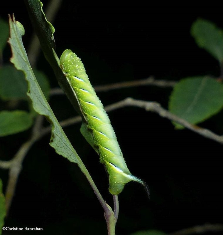 Laurel sphinx moth caterpillar  (Sphinx kalmiae), #7809