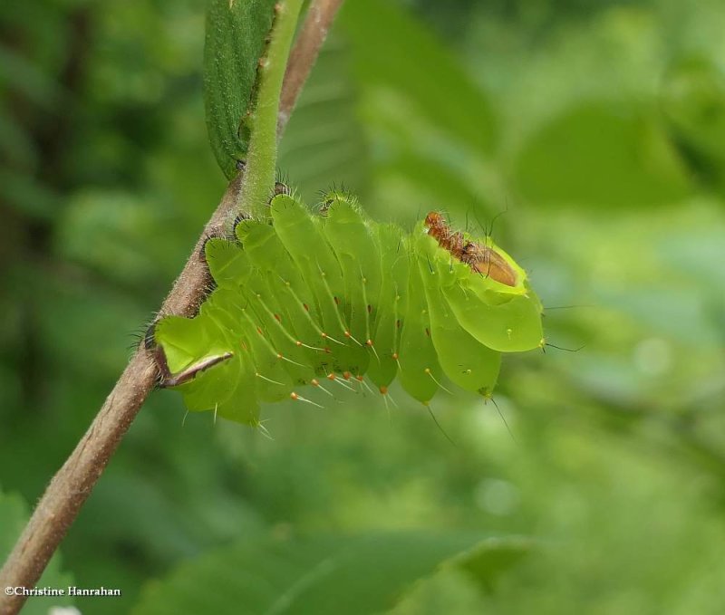 Polyphemus silk moth caterpillar  (Antheraea polyphemus), #7757