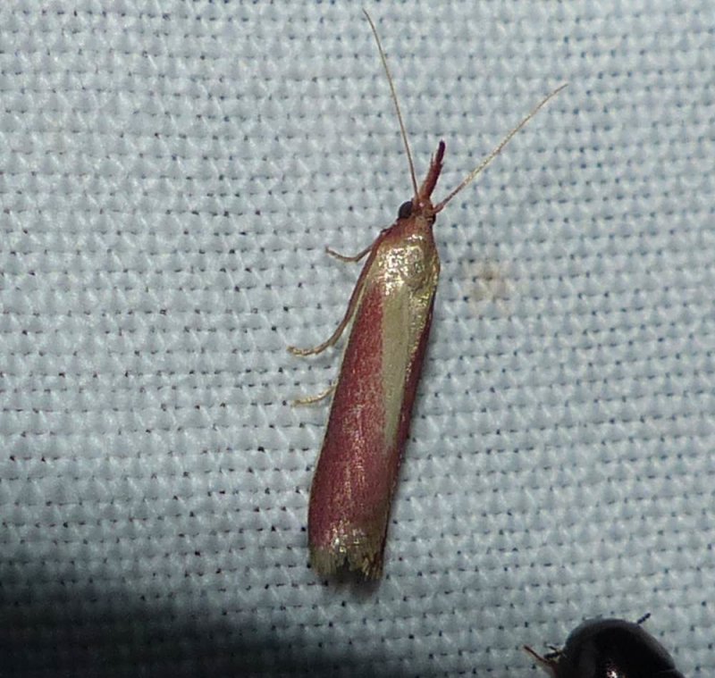 Carmine snout moth   (Peoria approximella), #6053
