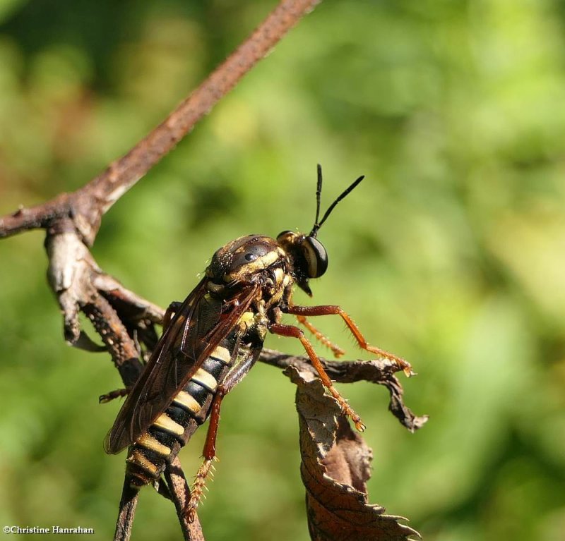 Robber fly (Ceraturgus)