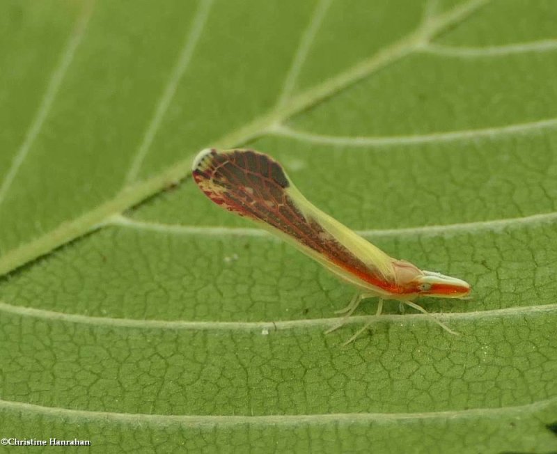 Derbid planthopper (Shellenius ballii)