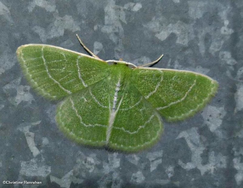 Wavy-lined emerald moth (Synchlora aerata), #7058