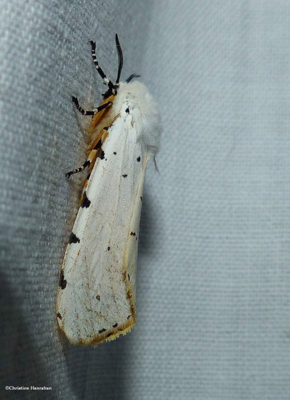 Salt marsh moth  (Estigmene acrea), #8131