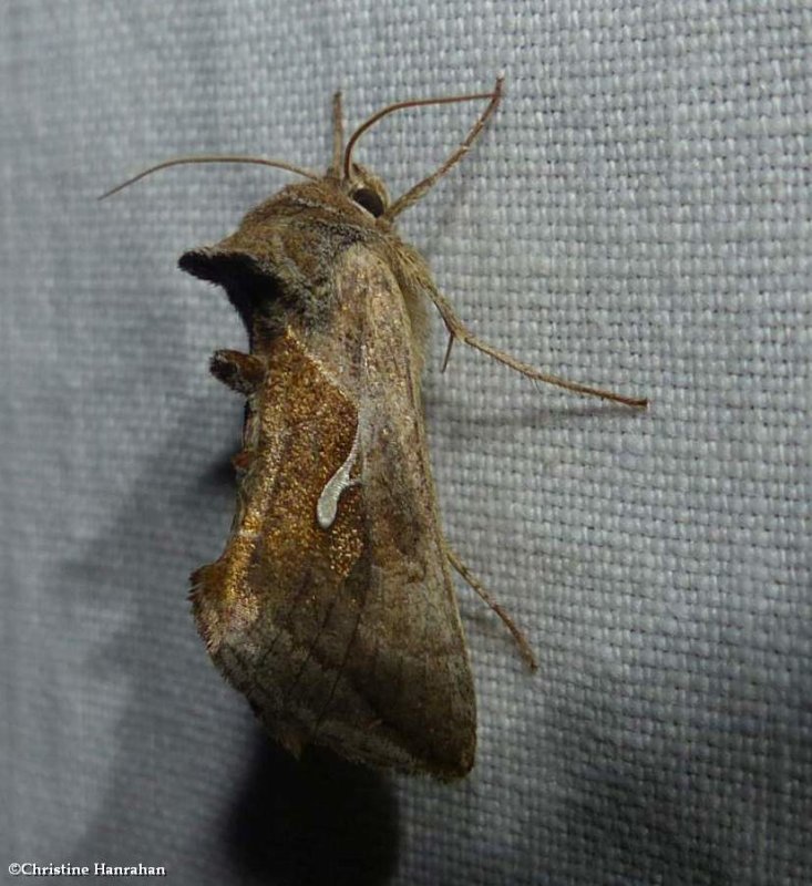 Celery looper moth  (Anagrapha falcifera), #8924