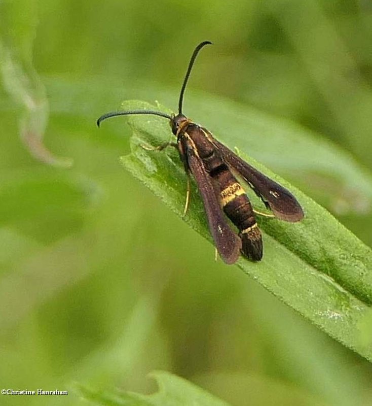 Boneset borer clearwing moth  (Carmenta pyralidiformis), #2608