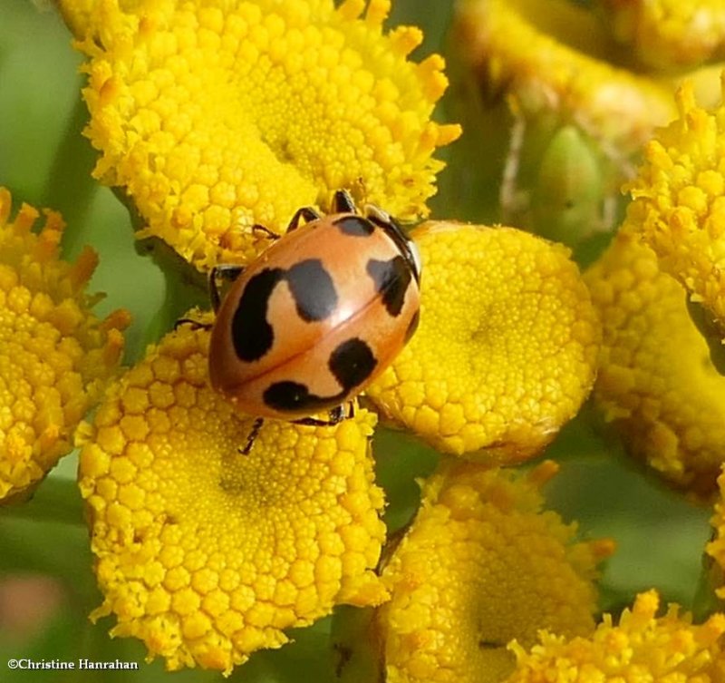 Parenthesis lady beetle  (Hippodamia parenthesis)