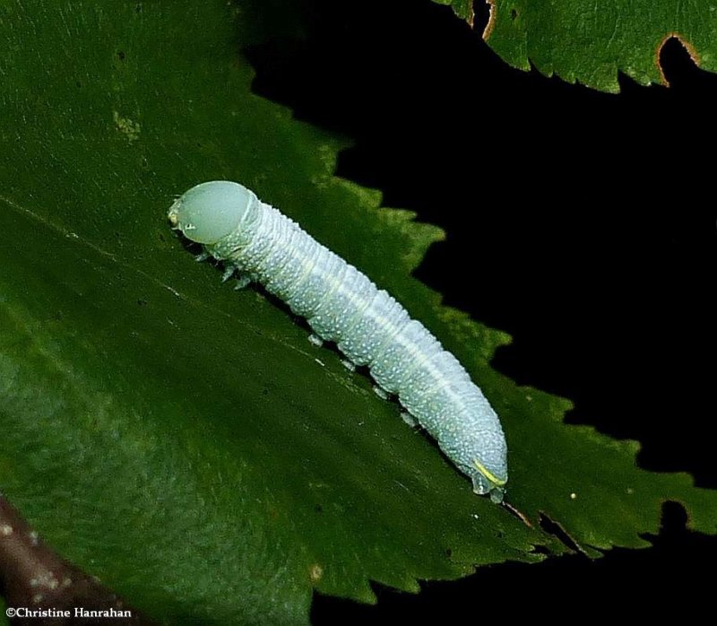 White-dotted prominent moth caterpillar  (Nadata gibbosa), #7915