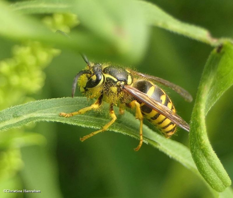 Yellowjacket