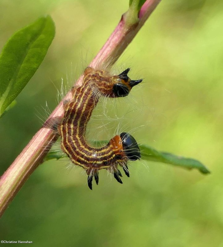 Datana moth larva on flat-topped aster