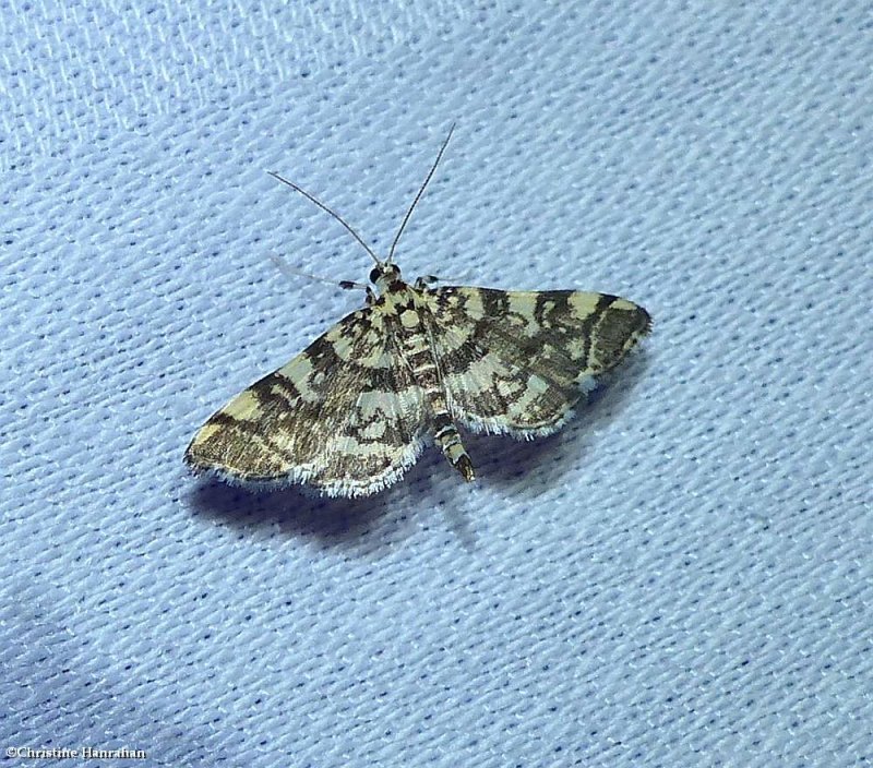 Checkered apogeshna moth (Apogeshna stenialis), #5177