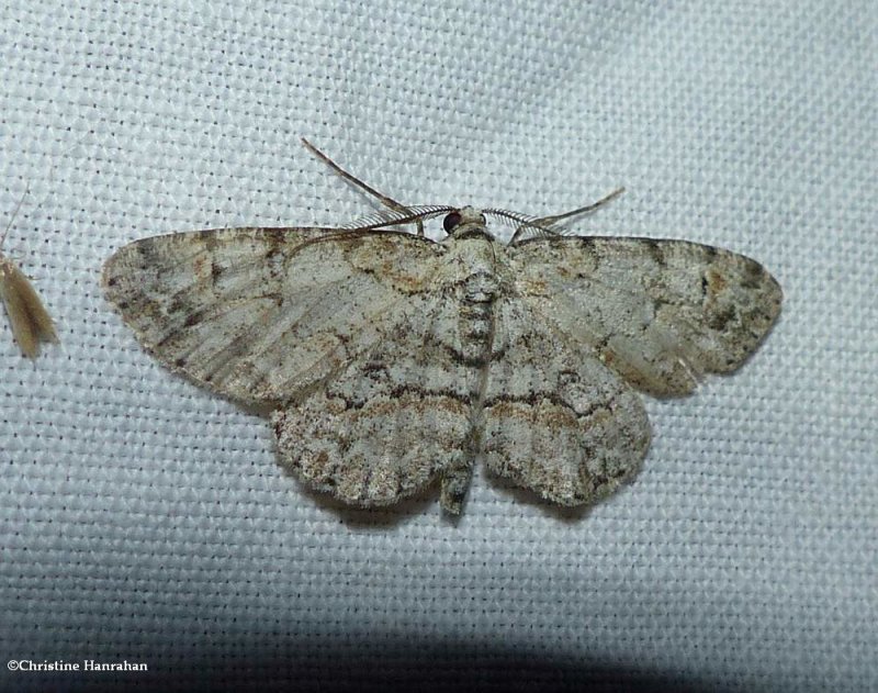 Pale-winged gray  (Iridopsis ephyraria), #6583