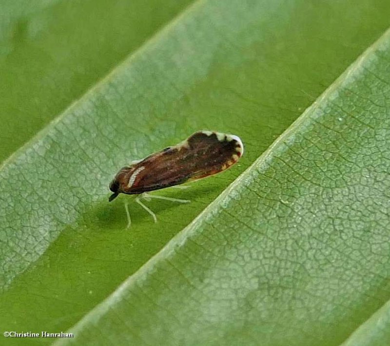 Derbid planthopper (Patara vanduzei)