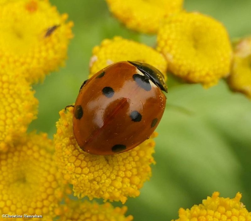 Seven-spotted lady beetle  (Coccinella septempunctata)