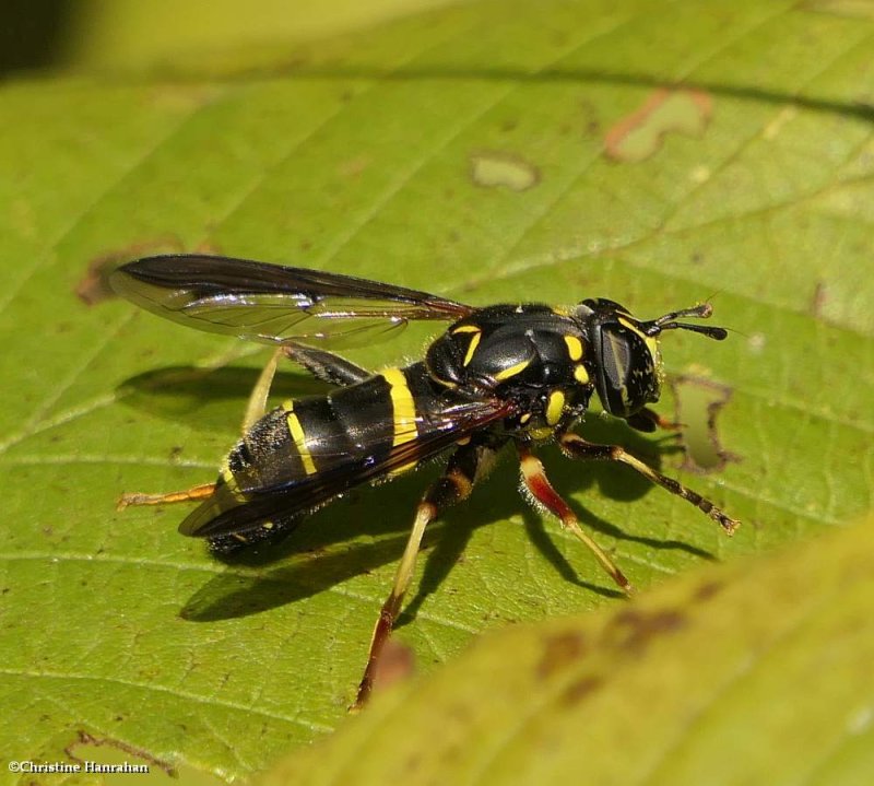 Hover fly (Spilomyia sayi)