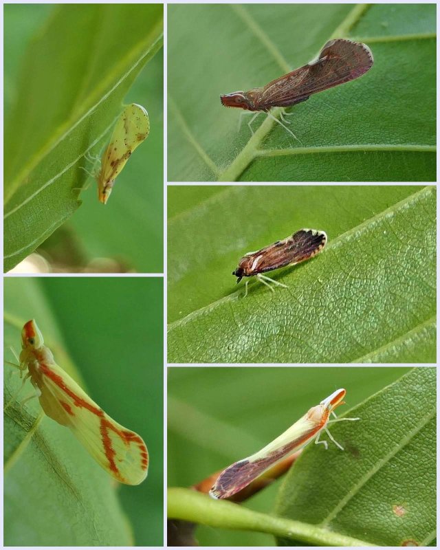 Derbid planthoppers